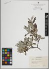 Foto von Salix lapponum L.